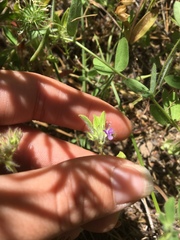 Trichostema oblongum