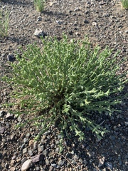 Salsoleae