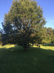 Quercus myrsinifolia