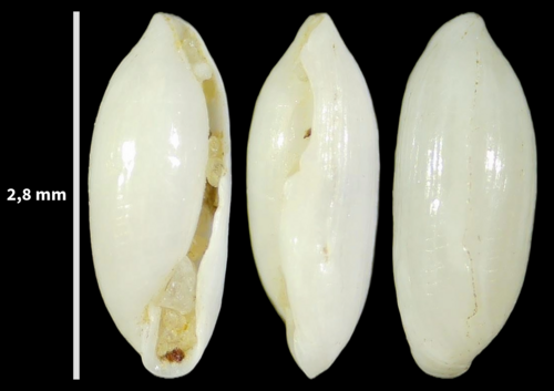 Volvulella acuminata