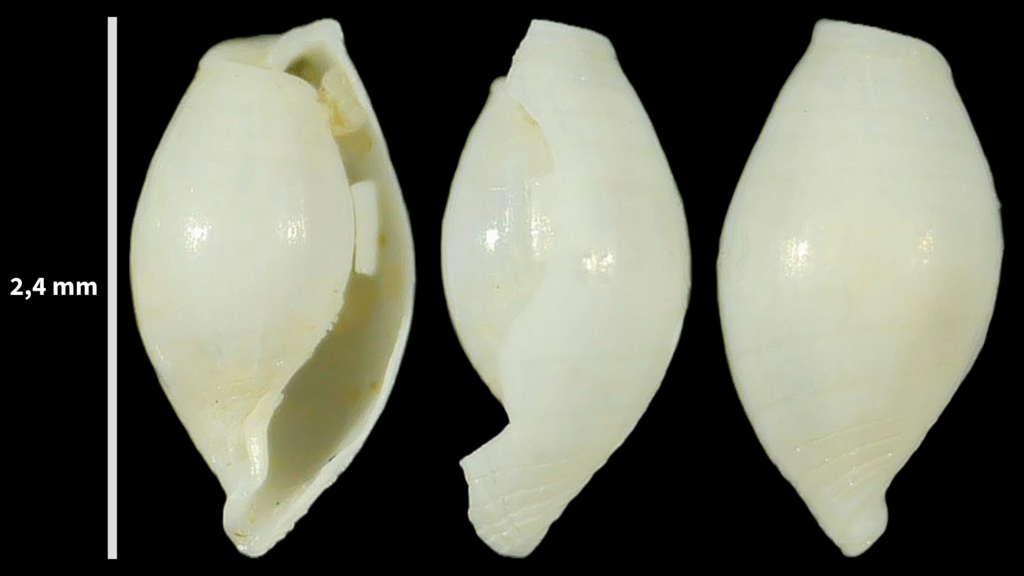 Weinkauffia turgidula