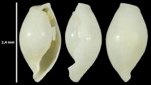 Weinkauffia turgidula