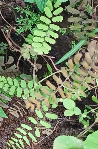 Image of Adiantum philippense by (c) white_cheeked_barbet, some rights reserved (CC BY)