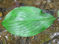 Costus plicatus