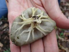 Helvella acetabulum