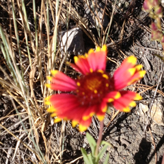 Gaillardia aristata