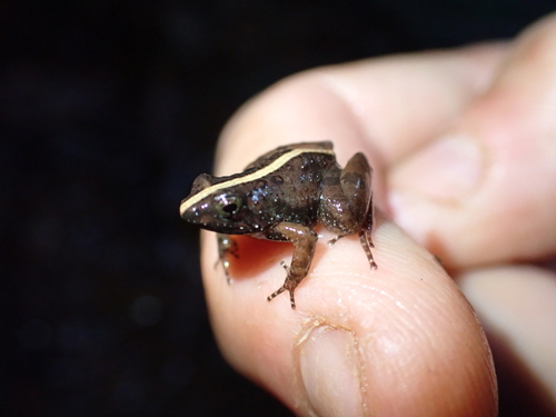 Natal Puddle Frog