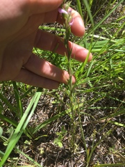 Orthocarpus bracteosus