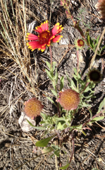 Gaillardia aristata