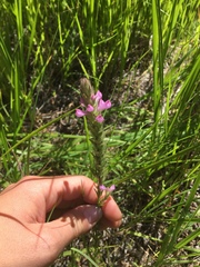Orthocarpus bracteosus