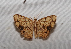 Heterostegane subtessellata