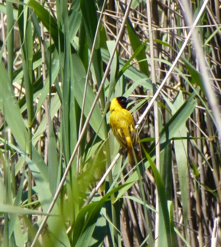 Tejedor cabecinegro (Ploceus melanocephalus)