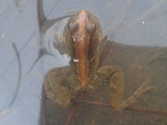 Phrynobatrachus acridoides