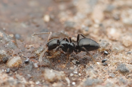杰顿斜结蚁Plagiolepis jerdonii
