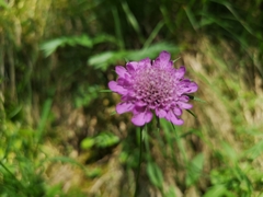 Scabiosa lucida