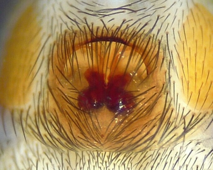 Drassyllus aprilinus