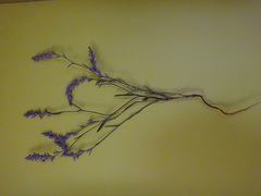 Polygonum spergulariiforme