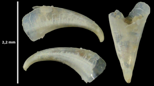 Curved Needle-pteropod