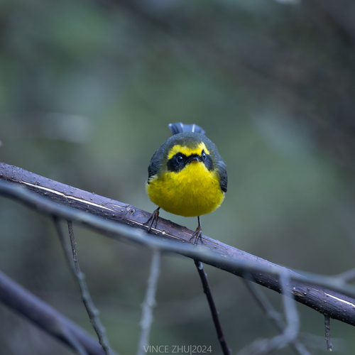 Yellow-bellied Fairy-Fantail