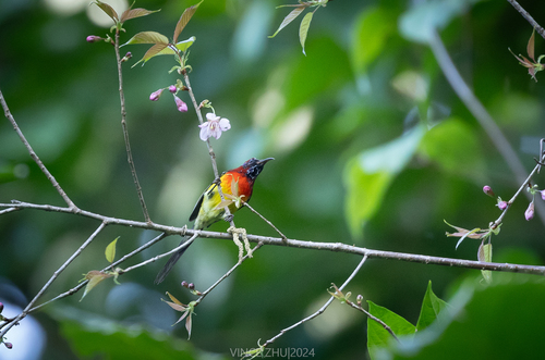 Mrs. Gould's Sunbird