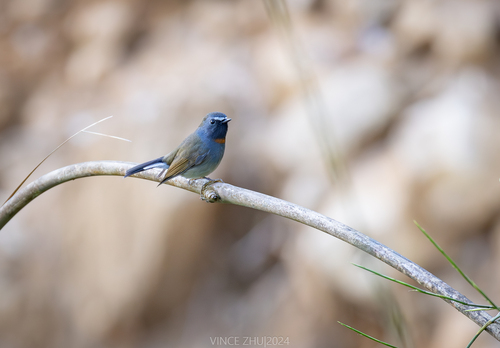 Rufous-gorgeted Flycatcher