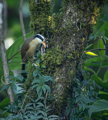 Black-crowned Scimitar-Babbler