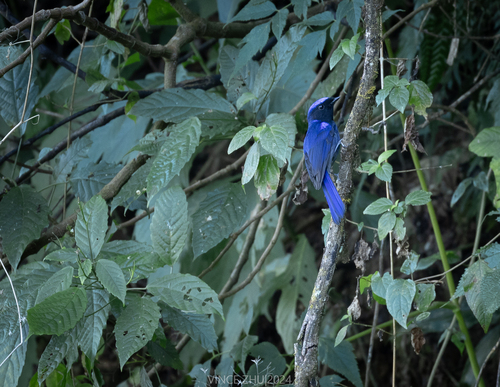 Large Niltava
