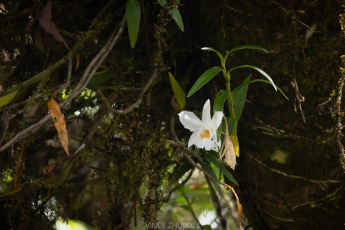 Dendrobium infundibulum