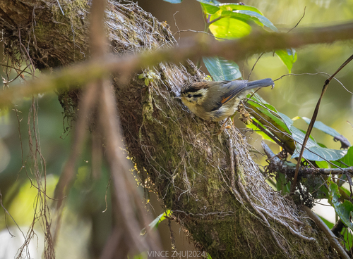 Rufous-winged Fulvetta