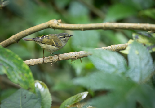Ashy-throated Warbler