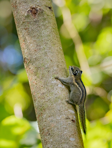 Himalayan Striped Squirrel