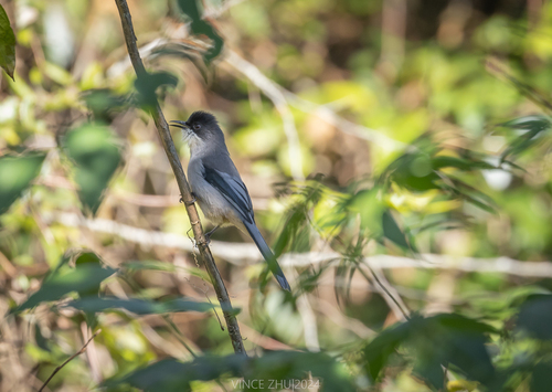 Grey Sibia