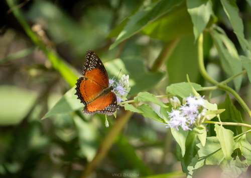 Red Lacewing Butterfly
