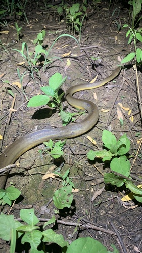 Water Python sighting