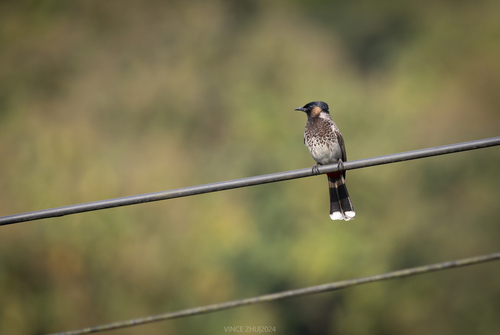 Red-vented Bulbul