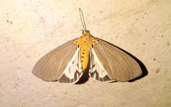 Neochera inops