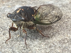 Neotibicen lyricen engelhardti