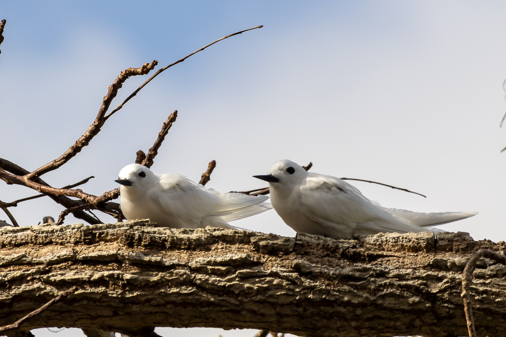 Atlantic White Tern