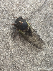 Neotibicen lyricen engelhardti