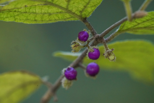 Image of Callicarpa mollis by (c) WATANABE Hitoshi 渡辺仁, some rights reserved (CC BY)