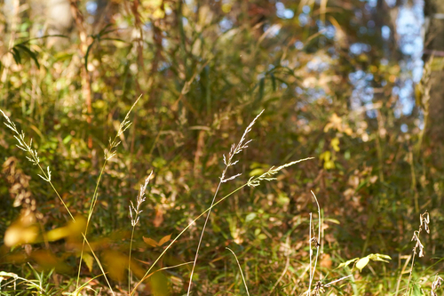 Image of Calamagrostis brachytricha by (c) WATANABE Hitoshi 渡辺仁, some rights reserved (CC BY)