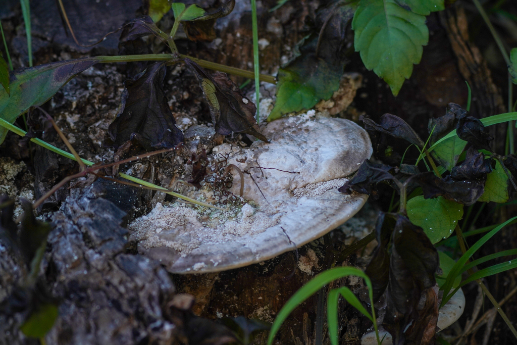 Trametes orientalis · December 2024 · photo: © tbc_watanabe (iNaturalist, cc-by)