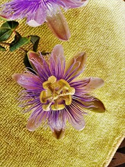 Passiflora garckei, photograph (c) Gerry van Tonder, some rights reserved (CC BY)
