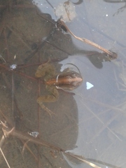 Phrynobatrachus acridoides