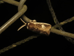 Podalia intermaculata