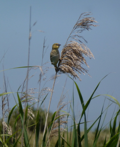 Tejedor cabecinegro (Ploceus melanocephalus)