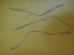 Muhlenbergia richardsonis