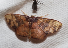 Metallaxis semipurpurascens