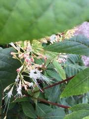 Aesculus parviflora