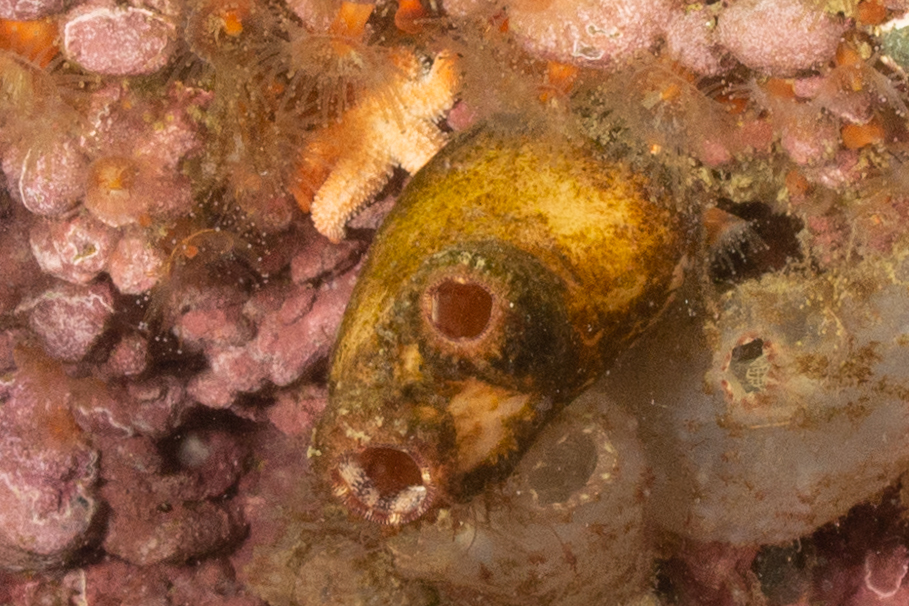 Asterocarpa humilis (Heller, 1878)